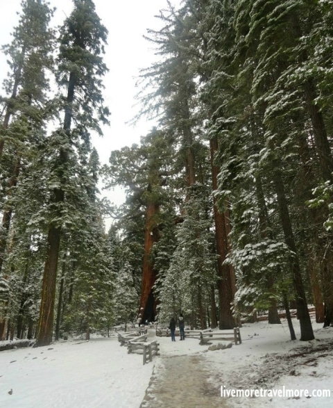 Giant Sequoias – Yosemite National Park