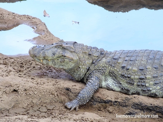 Iguazu Falls: Crocodile
