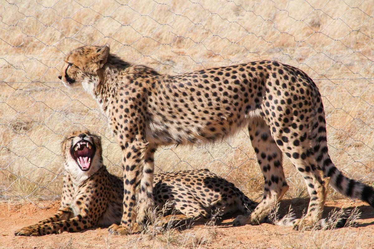 Naankuse Sanctuary Cheetas Namibia