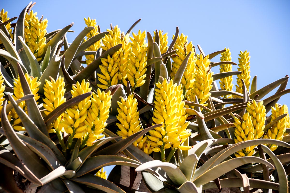 Flores de Aloe na Namíbia