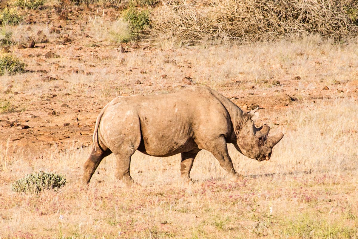 Get discount to do rhino or elephant tracking in Namibia
