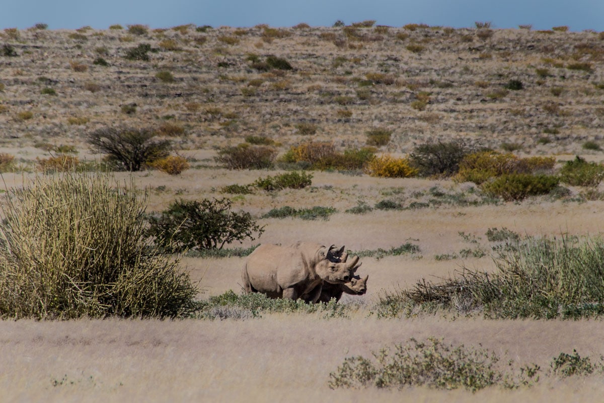 Rinoceronte-negro na Namíbia