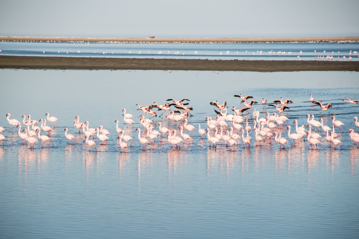 Flamingos na lagoa de Walvis Bay