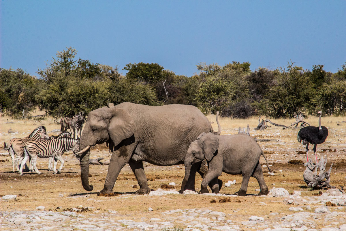 Safari in Etosha - Namibia
