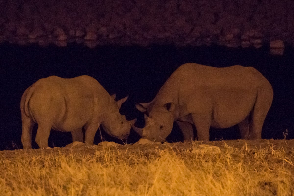 Rinocerontes bebendo água no Etosha Namíbia