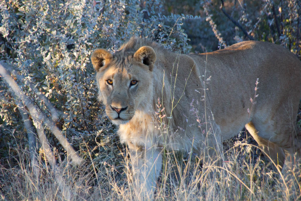 Leão em safari no Etosha - o que fazer na namíbia
