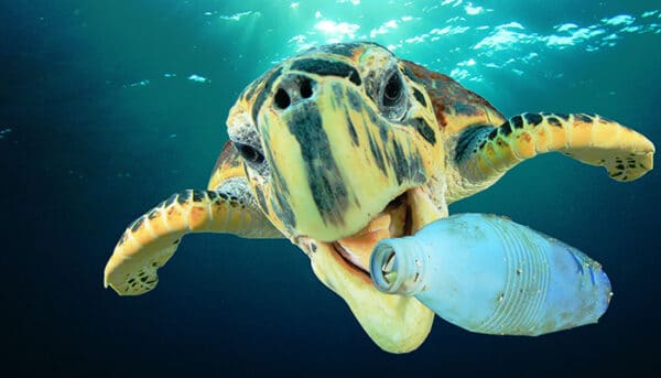 Tartaruga marinha comendo plástico