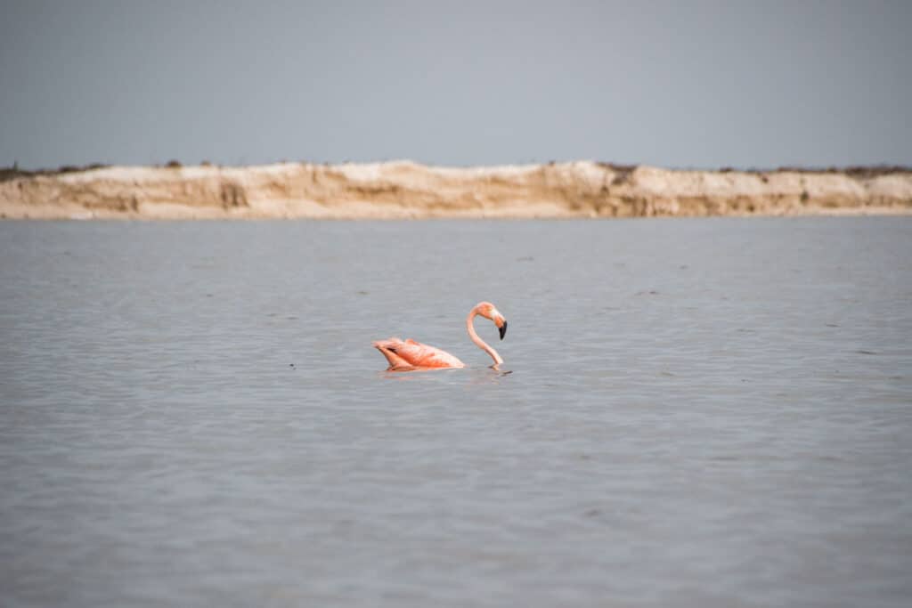 Flamingo em Lago Rosa no México