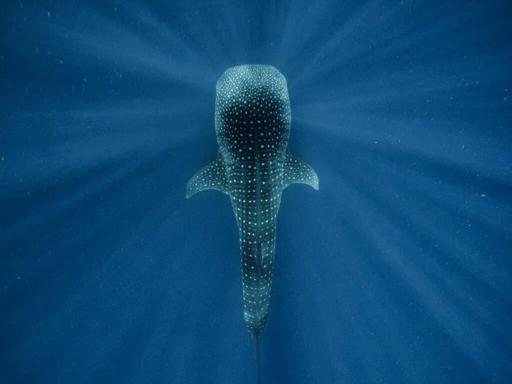 Whale Shark in Cancun
