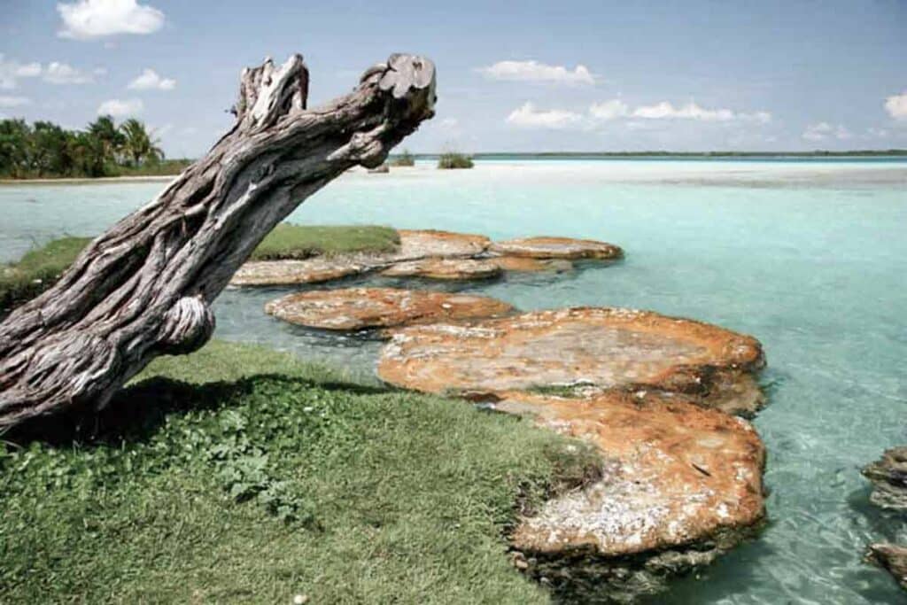 Stromatolites in Bacalar