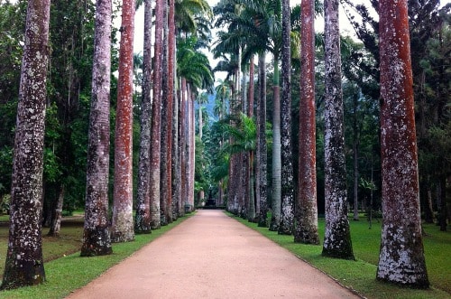 Imperial Palm trees in the Botanical Garden of Rio de Janeiro 