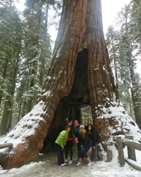 Sequoias Gigantes - Mariposa Grove – Yosemite National Park