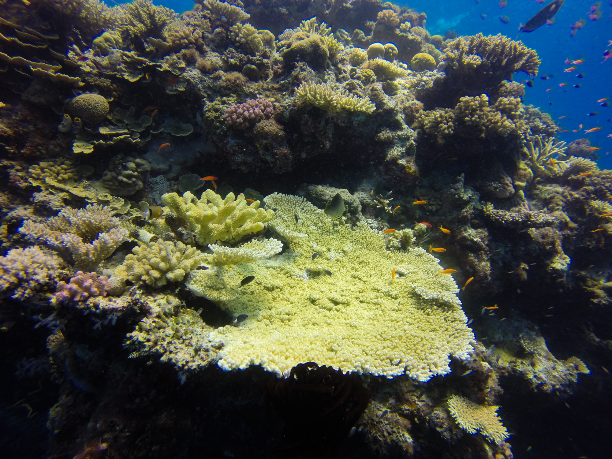 Great Barrier Reef Liveaboard - Steve's bommie