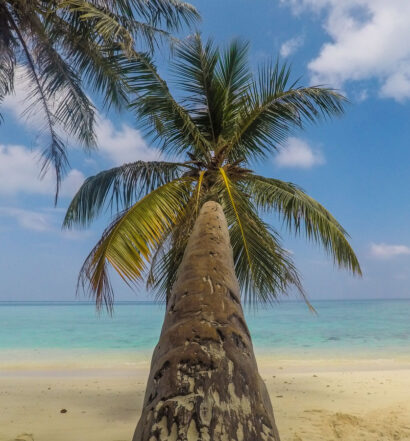 gulhi maldives coconut tree
