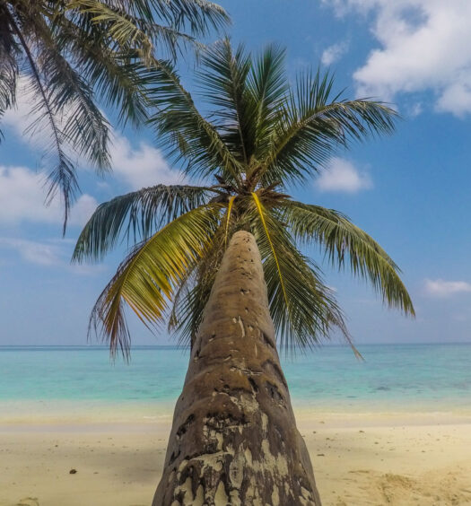 gulhi maldives coconut tree