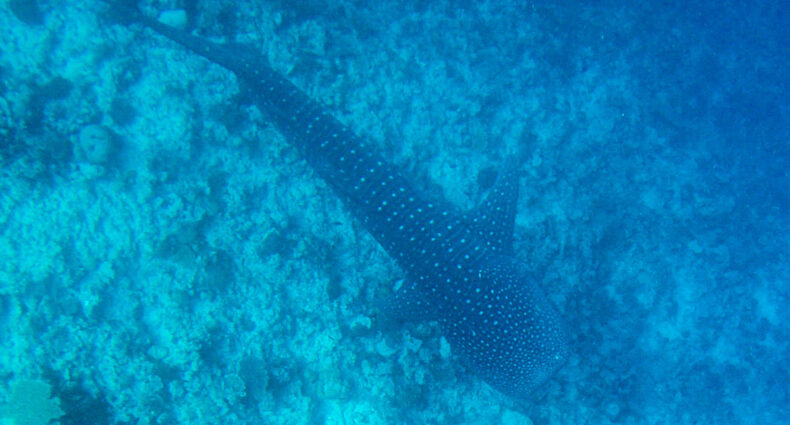 Scuba diving with whale shark in Dhigurah - Maldives