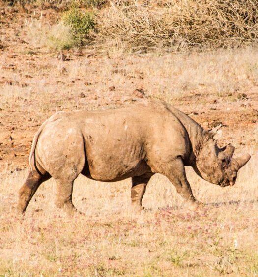 Desconto Tracking de Rinoceronte Negro ou Elefantes na Namíbia com Etangola Tours