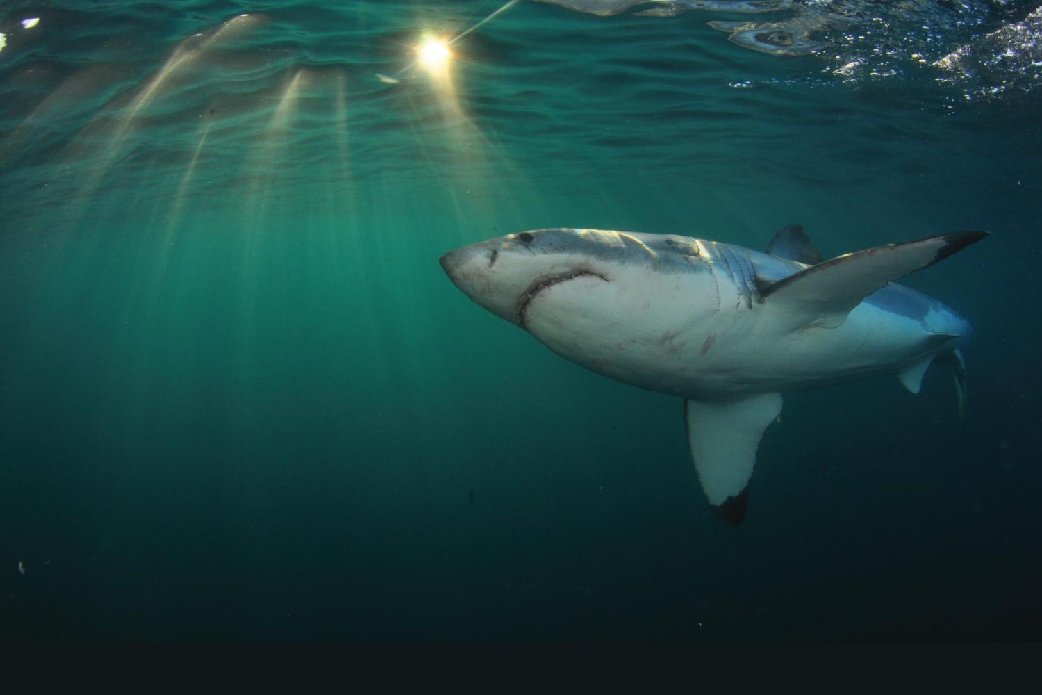 Get 10% OFF for Shark Cage Dive with White Shark Projects