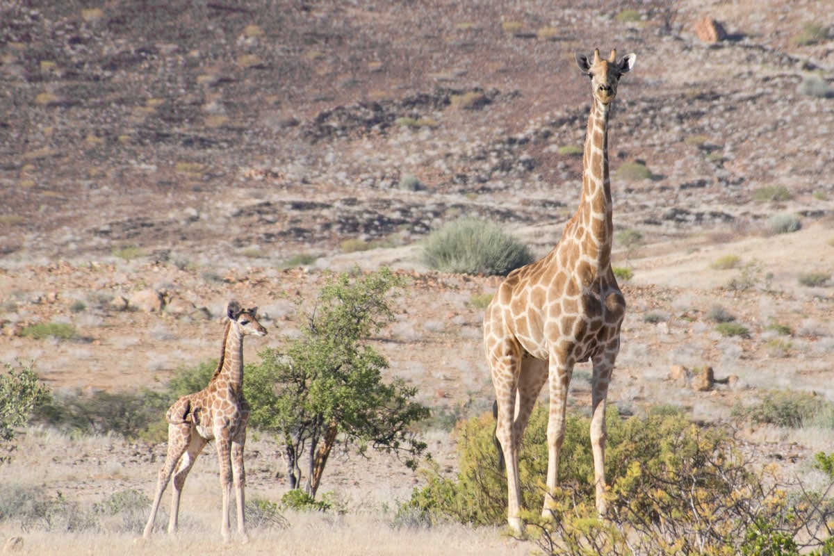 Baby giraffe in Namibia