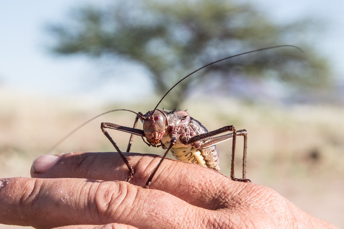 Giant cricket in Namibia