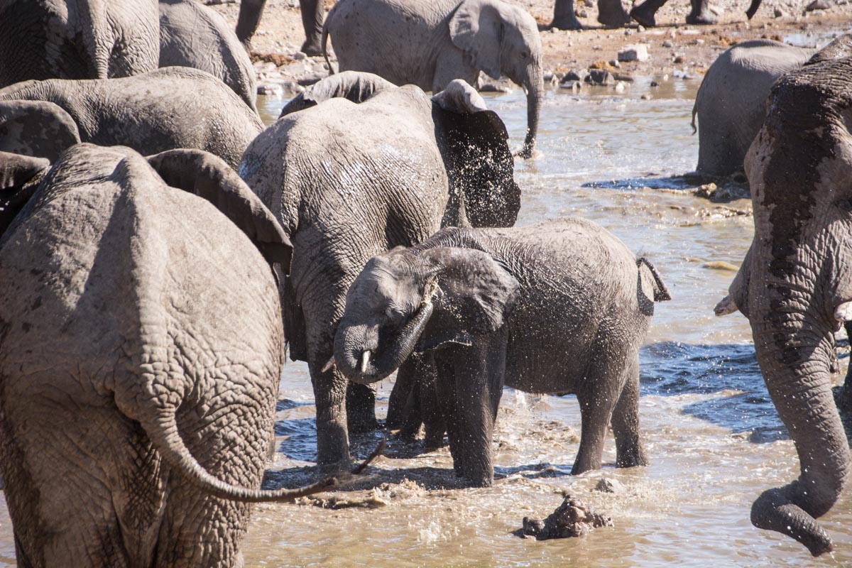 Elefantes se divertindo em Halali - Namíbia
