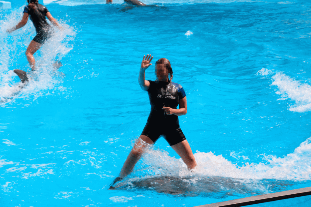 Dolphin in a tourist attraction
