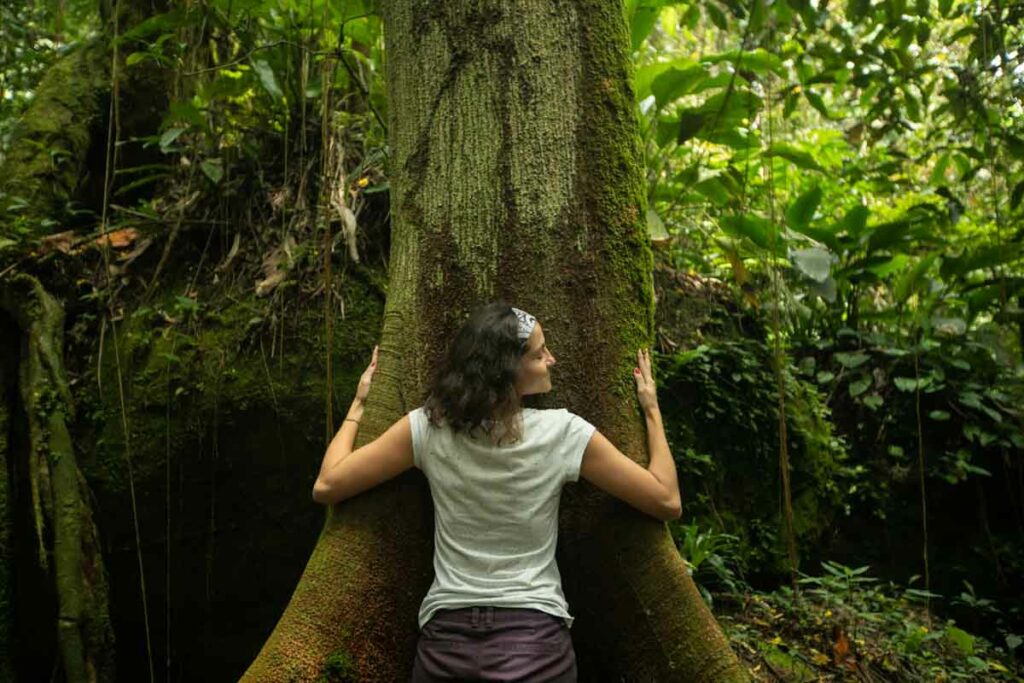 Tree hug - Atlantic Forest