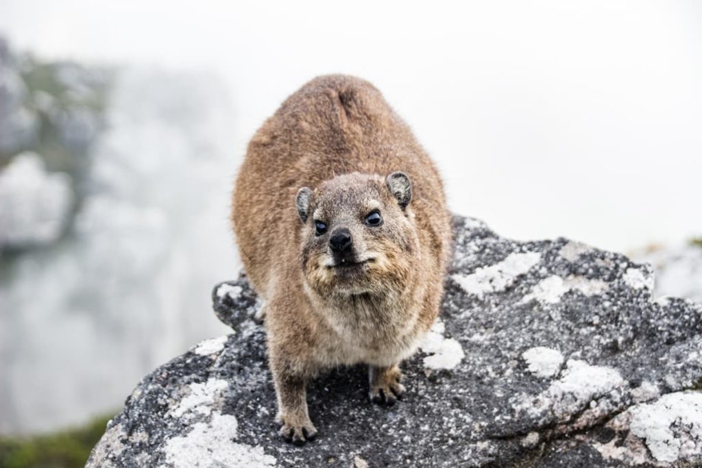 Cape Hyrax (also known as dassie), one of the inhabitants of Table Mountain