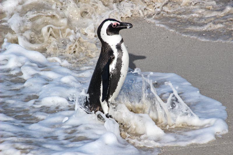 pinguim em Boulders Beach na Cidade do Cabo