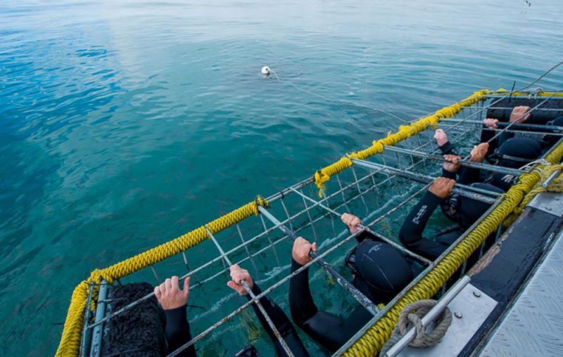 Great white shark cage diving in South Africa - All you need to know!