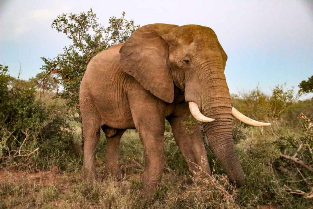 Elefante visto durante safari no Kruger National Park, próximo a Joanesburgo