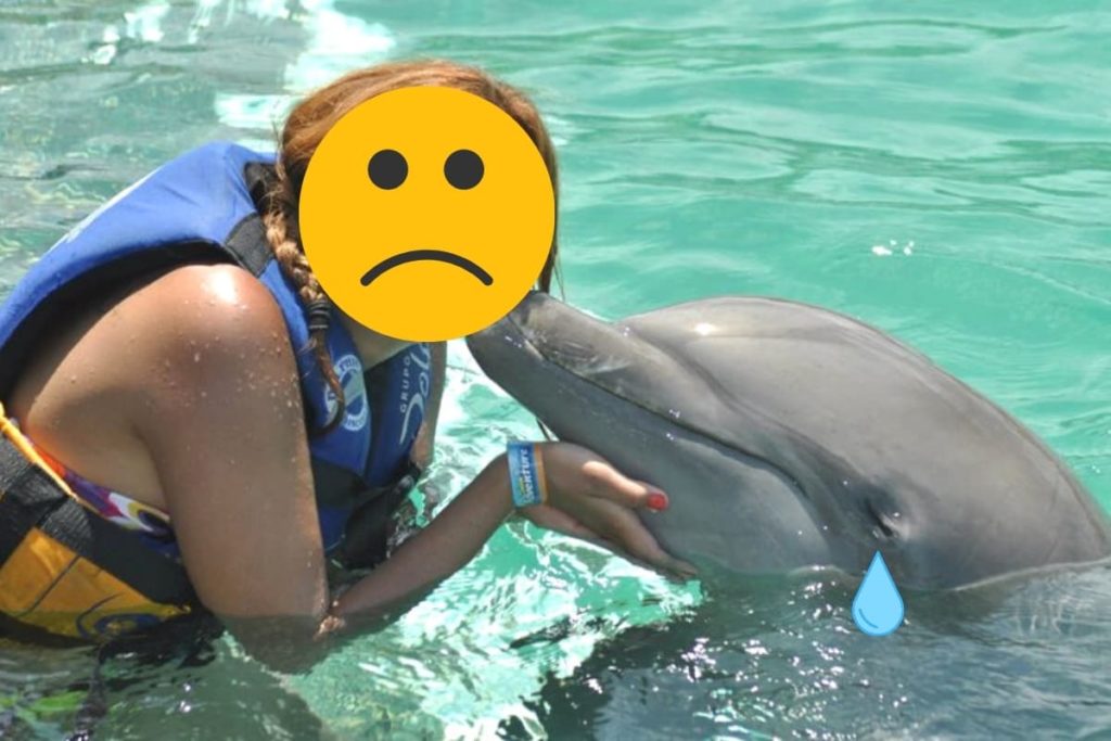 Motivos para não nadar com golfinhos