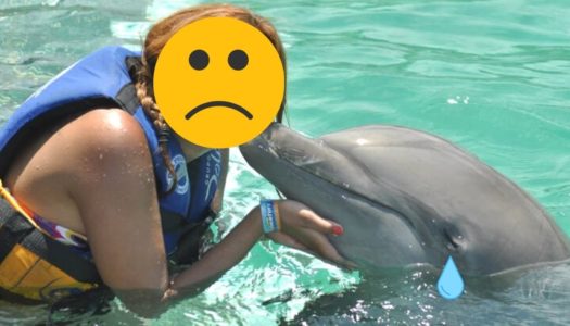 Swim with dolphins: Do you know what’s behind swimming with dolphins?