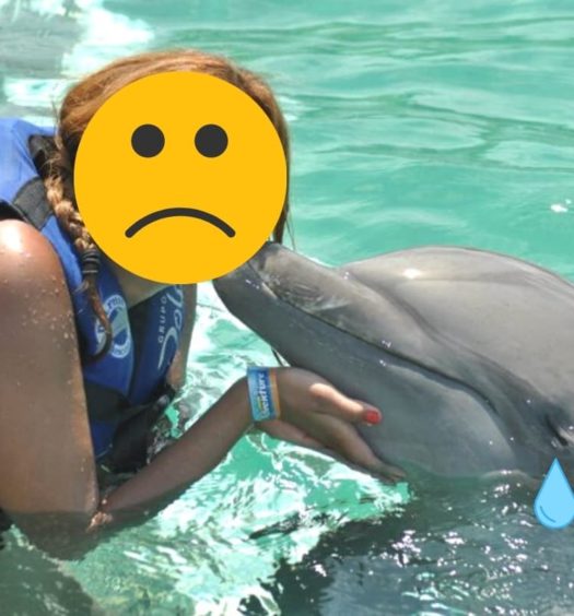 Motivos para não nadar com golfinhos