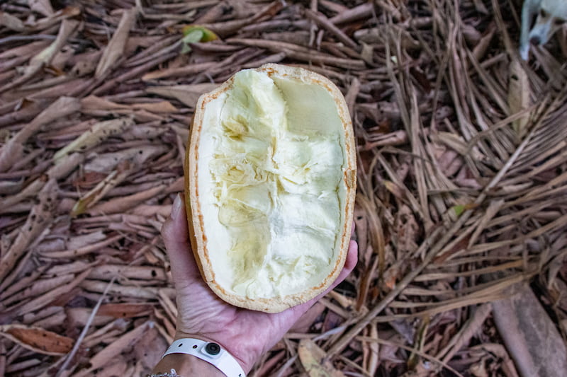Cupuaçu fruit - Fazenda Bom Sossego