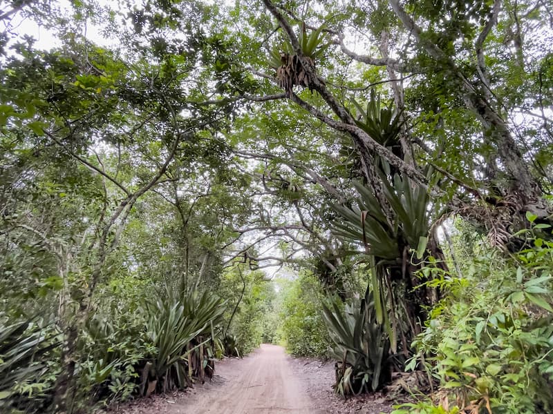 Bromélias gigantes no caminho de Barra Grande em Maraú, Bahia