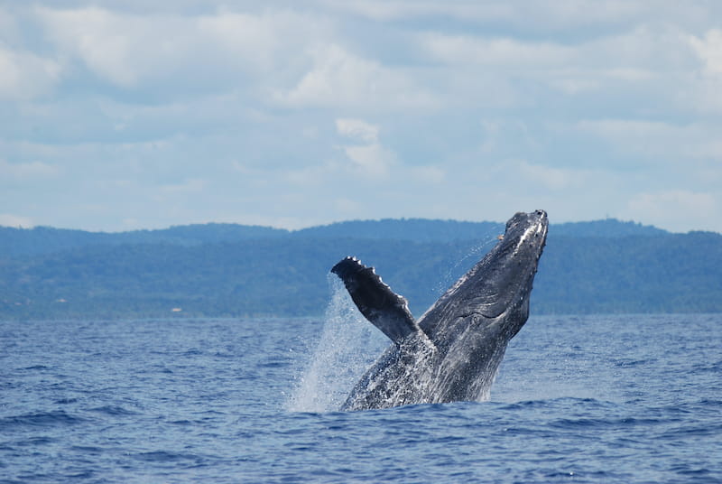 humpback whale watching in Brazil