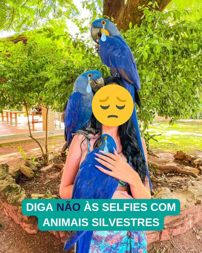 selfies com animais silvestres - o que não fazer ao viajar para bonito, ms